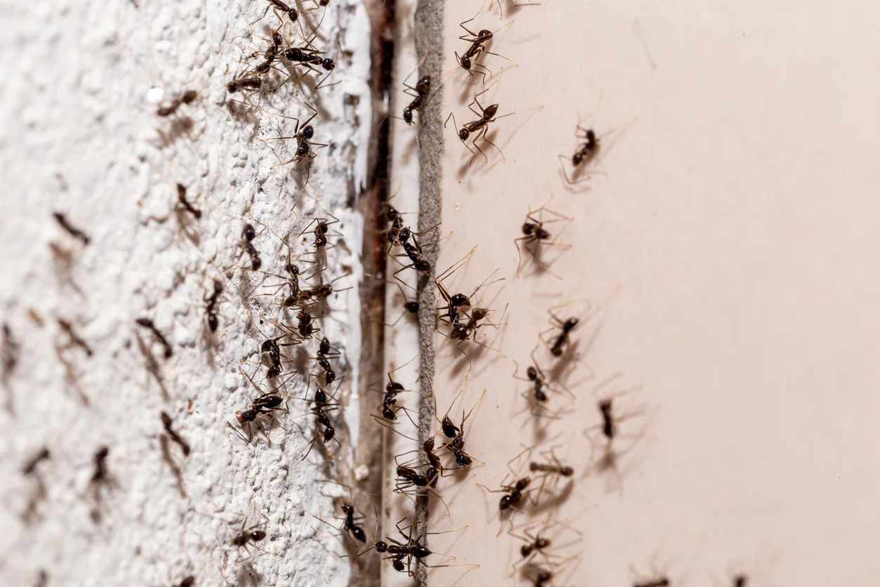 Ant Control