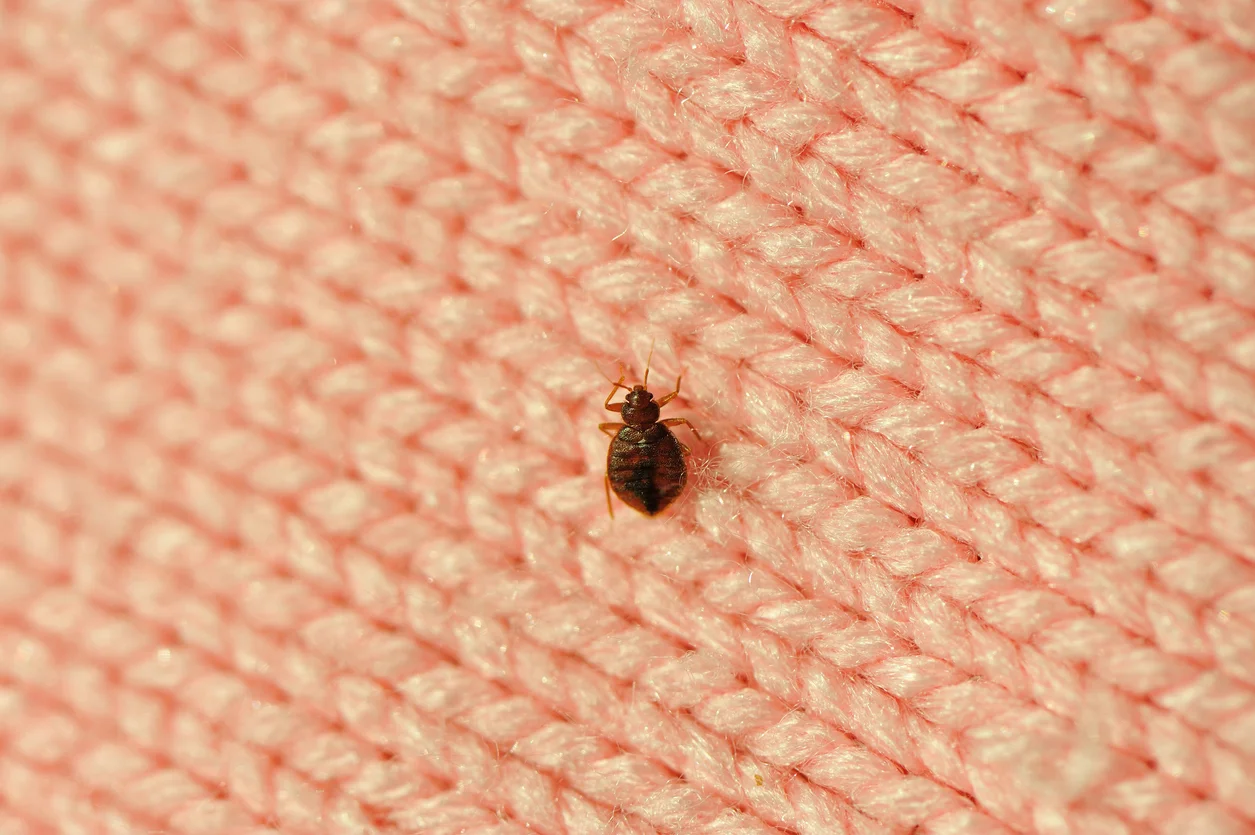 Bed Bug Control